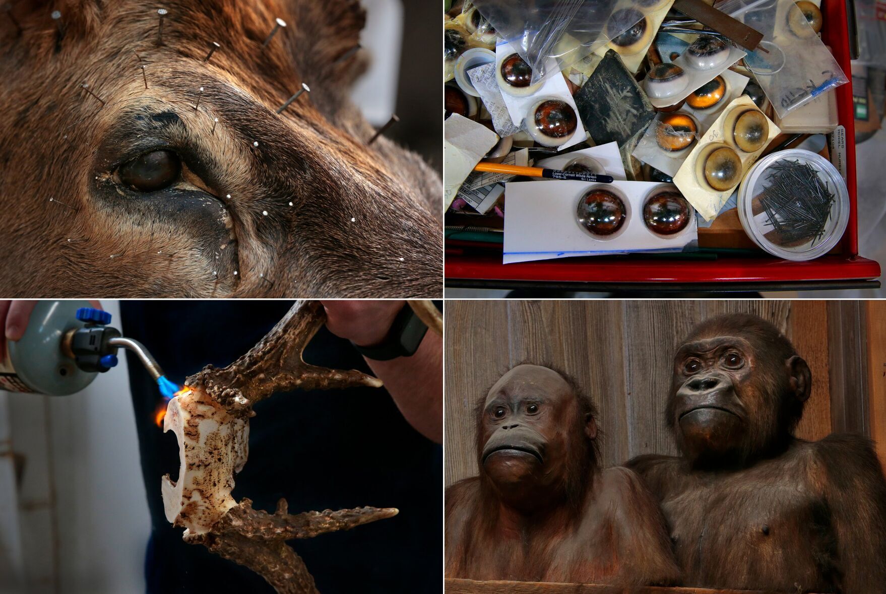 Oldest taxidermy studio in America running strong in Affton